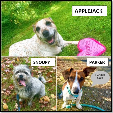 Rescue dogs