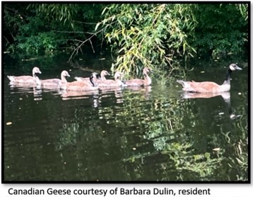 geese