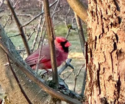 Cardinal
