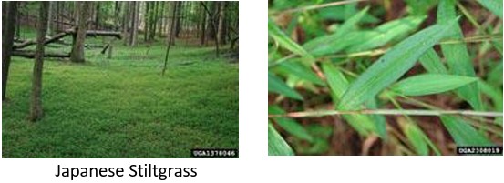 Japanese Stiltgrass