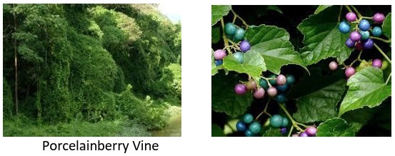 Porcelainberry Vine