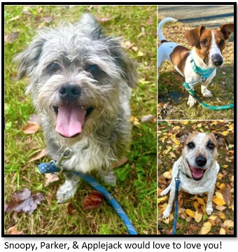 Rescue Dogs