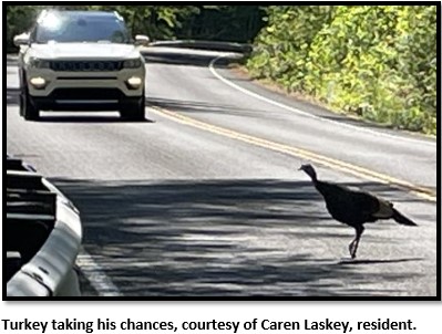 Turkey crossing the street