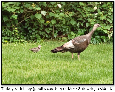 Turkey and Baby