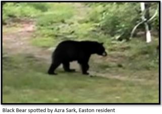Black Bear