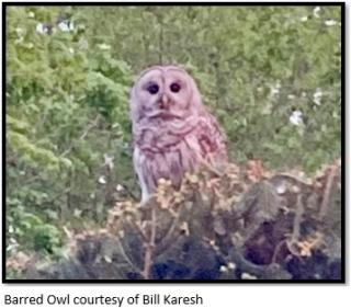Barred Owl courtesy of Bill Karesh