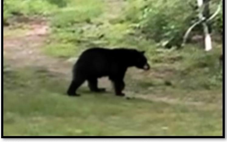 Black Bear
