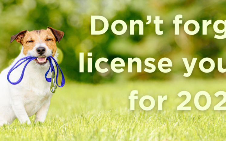 Don't foget to license your dog