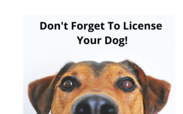 Renew Dog Licenses